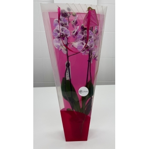 flores8